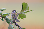 Eurasian tree sparrow