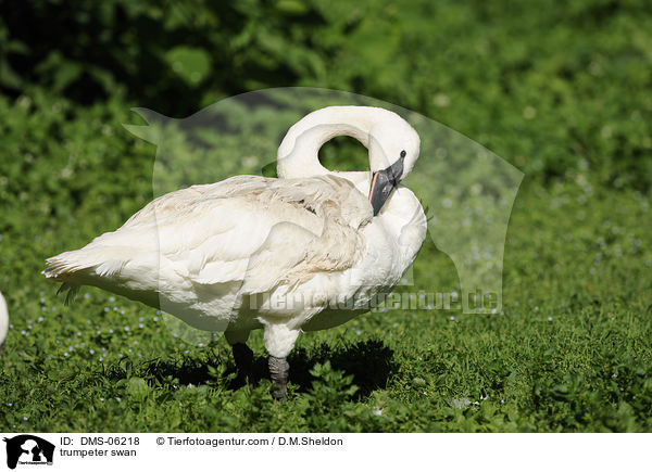 Trompeterschwan / trumpeter swan / DMS-06218