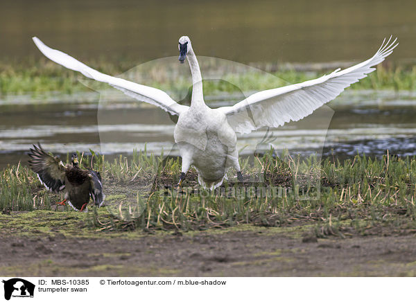 Trompeterschwan / trumpeter swan / MBS-10385