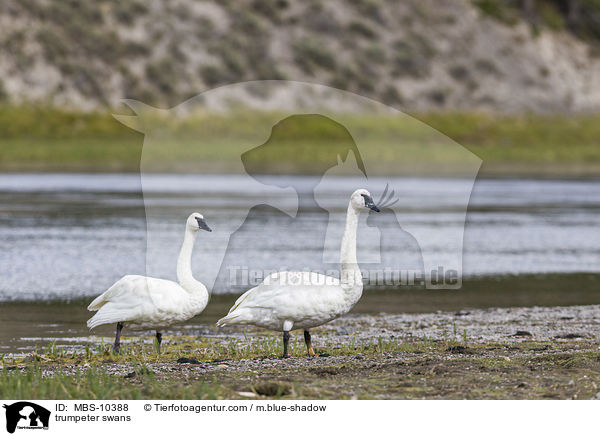 Trompeterschwne / trumpeter swans / MBS-10388