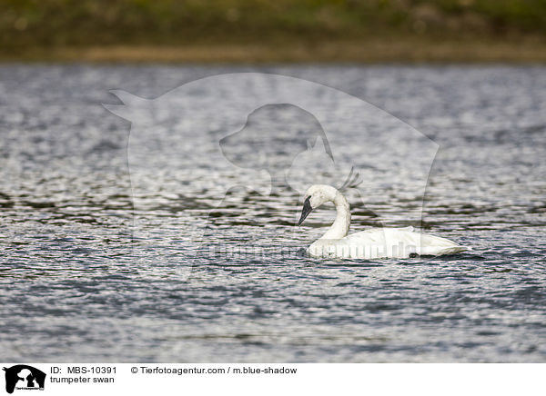 Trompeterschwan / trumpeter swan / MBS-10391