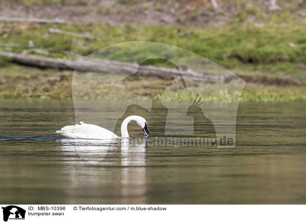 Trompeterschwan / trumpeter swan / MBS-10396