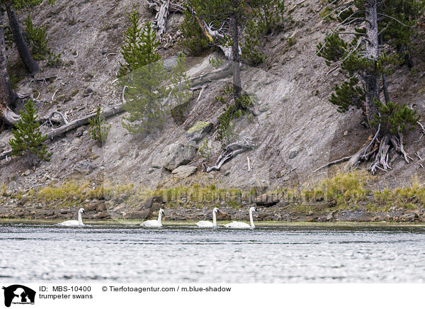 Trompeterschwne / trumpeter swans / MBS-10400