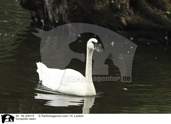 Trompeterschwan / trumpeter swan / HL-04015