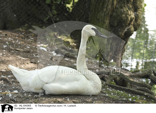 Trompeterschwan / trumpeter swan / HL-04065