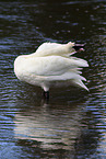 trumpeter swan