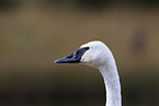 trumpeter swan