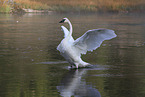 trumpeter swan