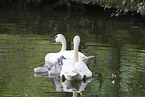 trumpeter swans