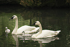 trumpeter swans