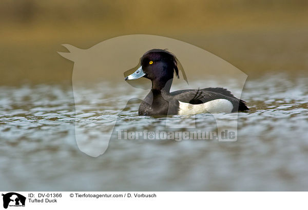 Reiherente / Tufted Duck / DV-01366