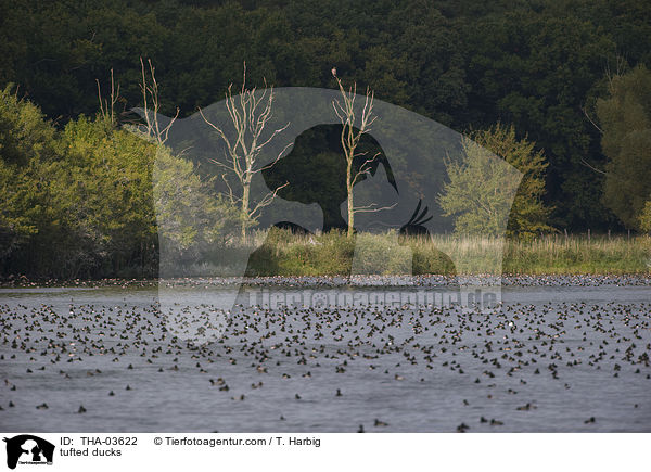 Reiherenten / tufted ducks / THA-03622