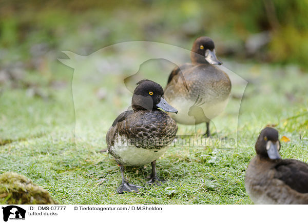 Reiherenten / tufted ducks / DMS-07777