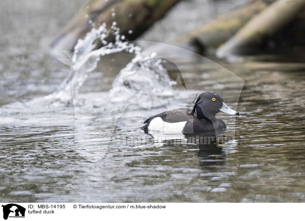 Reiherente / tufted duck / MBS-14195