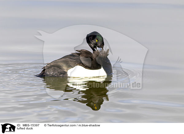 Reiherente / tufted duck / MBS-15397