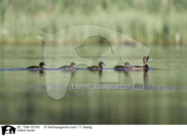 Reiherenten / tufted ducks / THA-10159