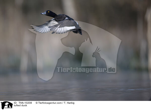 Reiherente / tufted duck / THA-10208