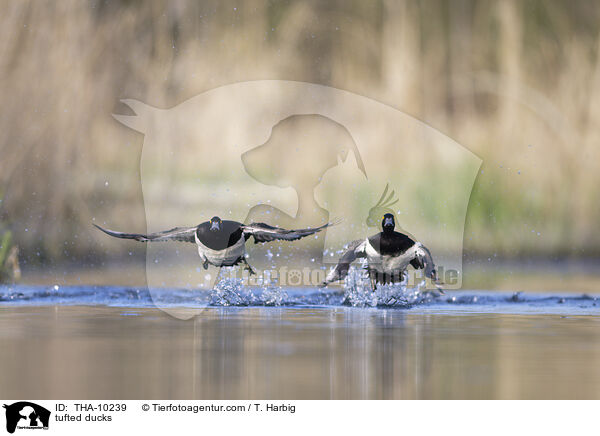 Reiherenten / tufted ducks / THA-10239