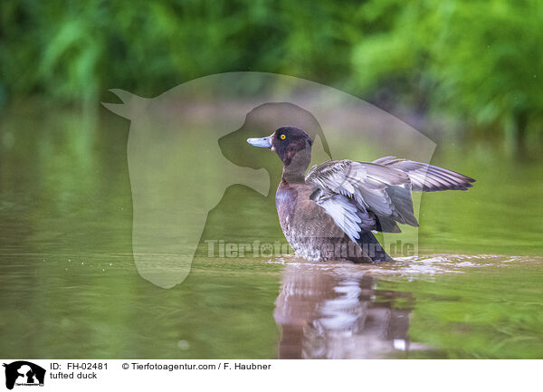 Reiherente / tufted duck / FH-02481