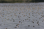 tufted ducks