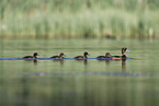 tufted ducks