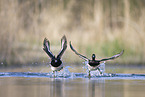 tufted ducks