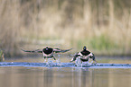 tufted ducks