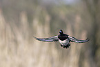 tufted duck