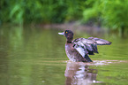 tufted duck