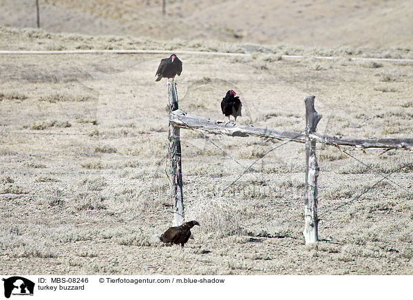 turkey buzzard / MBS-08246