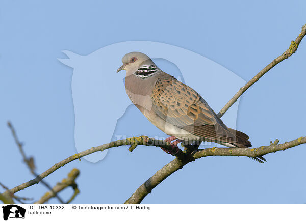 Turteltaube / turtledove / THA-10332