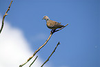 turtledove