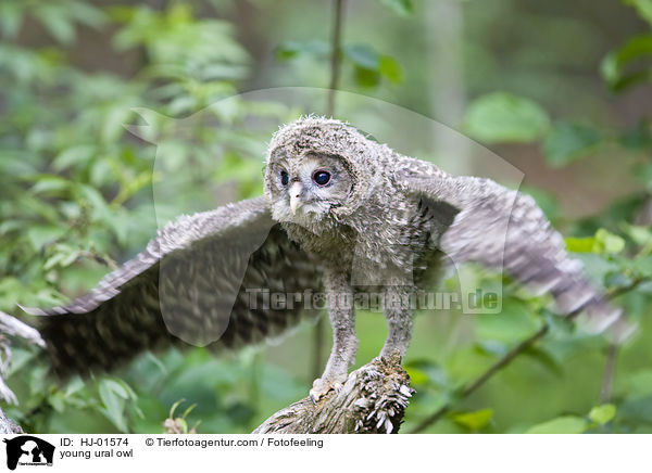 junger Habichtskauz / young ural owl / HJ-01574