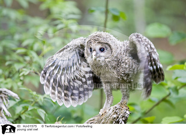 junger Habichtskauz / young ural owl / HJ-01575