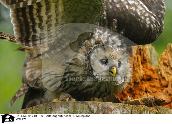 Habichtskauz / Ural owl / DMS-01710