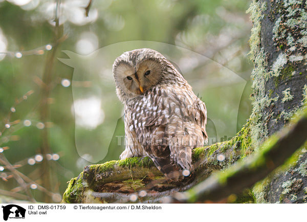 Habichtskauz / Ural owl / DMS-01759