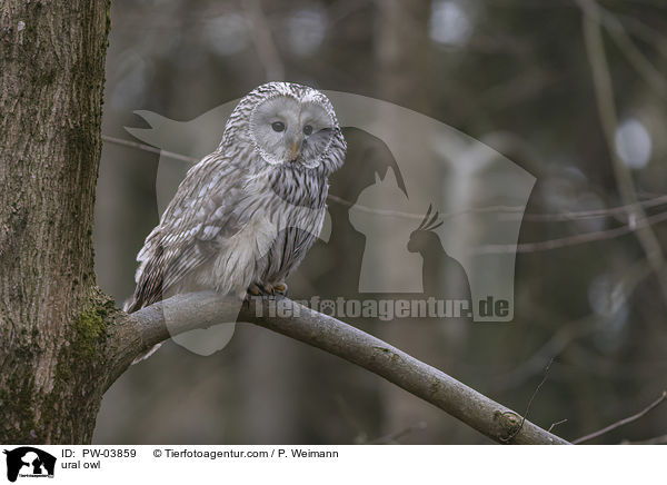 Habichtskauz / ural owl / PW-03859