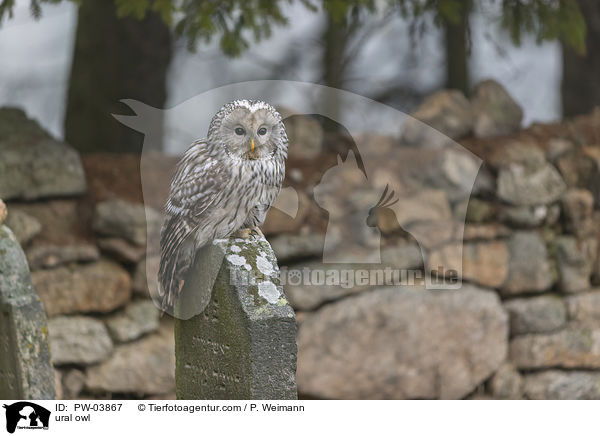 Habichtskauz / ural owl / PW-03867