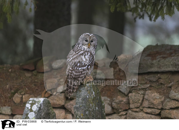 Habichtskauz / ural owl / PW-03868