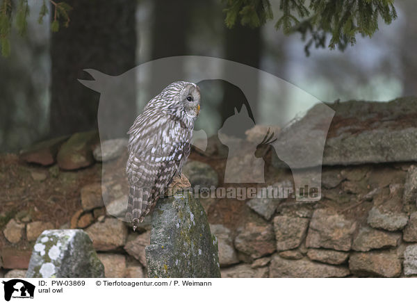Habichtskauz / ural owl / PW-03869