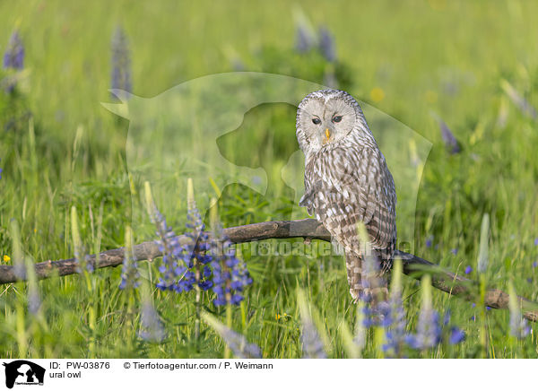 Habichtskauz / ural owl / PW-03876