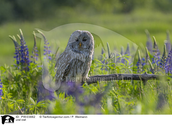 Habichtskauz / ural owl / PW-03882