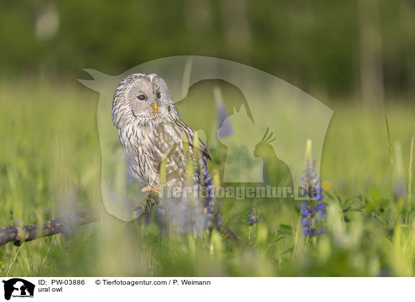 Habichtskauz / ural owl / PW-03886