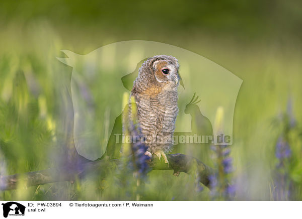 Habichtskauz / ural owl / PW-03894