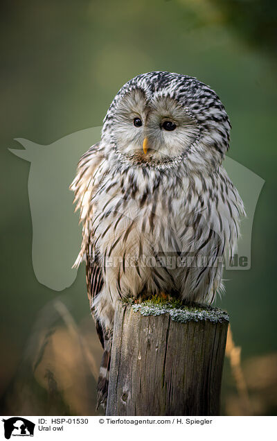 Habichtskauz / Ural owl / HSP-01530