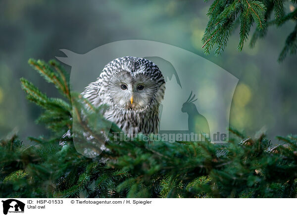 Habichtskauz / Ural owl / HSP-01533
