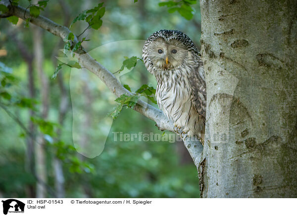 Habichtskauz / Ural owl / HSP-01543