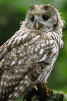 Ural owl