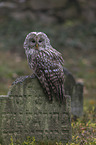 ural owl