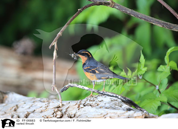 Halsbanddrossel / varied thrush / FF-06883